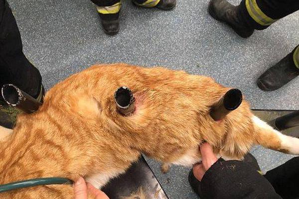 手感不錯但難追分！林葳半場14中7&三分7中3轟全隊最高的17分